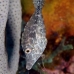 filefish_slender_lr_gc_v_0020_cay3908.jpg